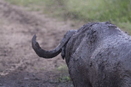 Buffalo after the bath